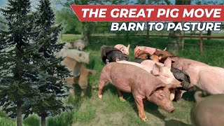 Pig Farm Training: Moving Pigs to Pasture