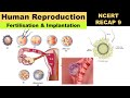 Human reproduction 9 | Fertilisation &amp; Implantation | Morula | Blastocyct | Cleavage | Blastomeres