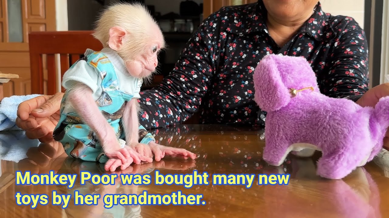 Monkey Poor was surprised by Hong's gift of many new toys!