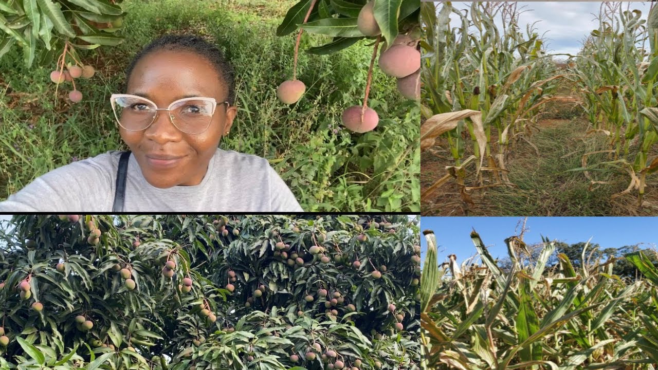 Severe drought destroys Maize in Kenya|Mango Season 