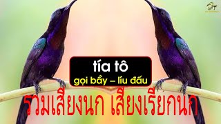 Tiếng hút mật tía tô mồi gọi bầy/รวมเสียงนก เสียงเรียกนก Suara piket burung
