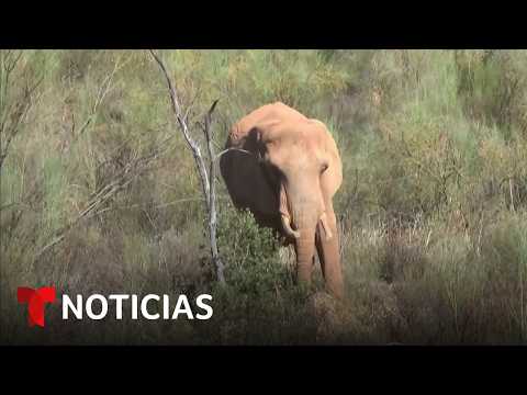 Planeta Tierra: Julie, la última elefanta de circo en Portugal, llega a un refugio