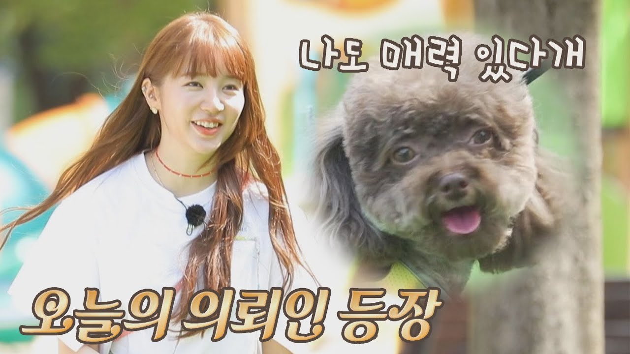 오늘의 새 친구 등장! 뉴페이스 윤은혜(Yoon Eun-hye)♥기쁨이«٩(*´∀`*)۶» 펫키지(petkage) 2회 | JTBC 210902 방송