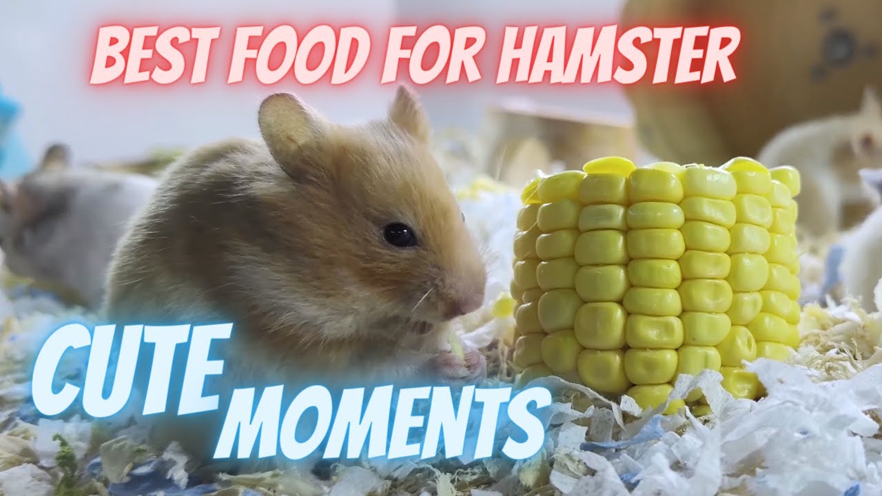 My fluffy happy syrian bear hamster eating corn fresh food, hamster favorite food, Cute moments