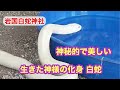 白蛇が水を飲む場面に出会いました