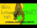 When bananas turn moldy (an animal company movie)