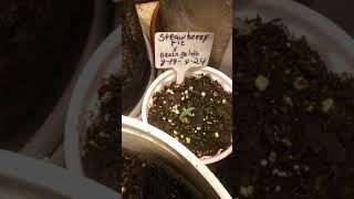 all autos