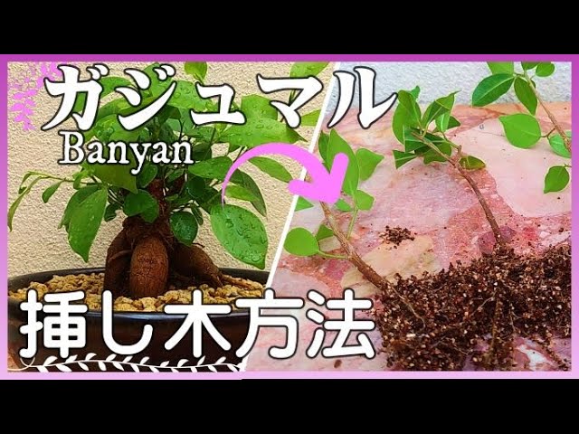 a*s様 【発根管理手順書付/贈り物にも】 斑入り パンダガジュマル 挿し木用 新鮮枝/超希少種/挿し木手順書付】パンダガジュマル 斑入り