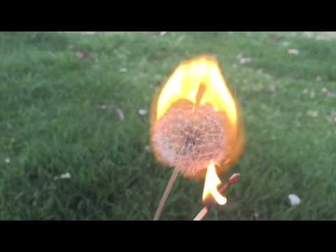 Setting a Dandelion on Fire in Slow Motion - YouTube