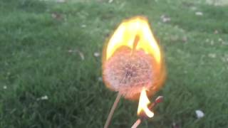Setting a Dandelion on Fire in Slow Motion