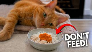 The Best Way To Treat Your Cats Upset Stomach @PawsofPrey