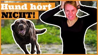 Hund hört nicht I So funktioniert Hundeerziehung wirklich I Endlich Erfolg im Training