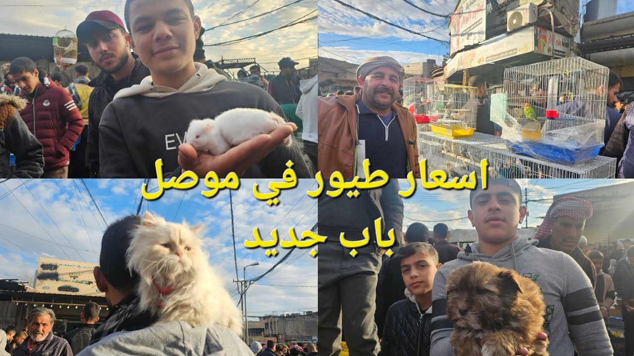 أسعار الحيوانات في الموصل 2025 / سوق باب جديد الموصل أسعار الحيوانات | سوق الطيور في الموصل 2025