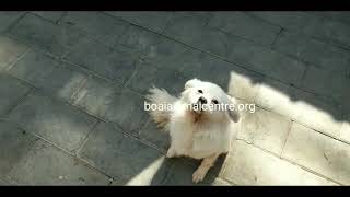 Jue Xin, Dog With No Tongue Leaves China Forever