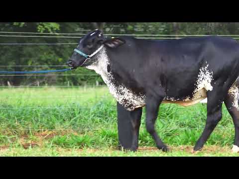 LOTE 34 ELÍS FIV GOPRO RANCHO 3 IRMÃOS 7726 CI