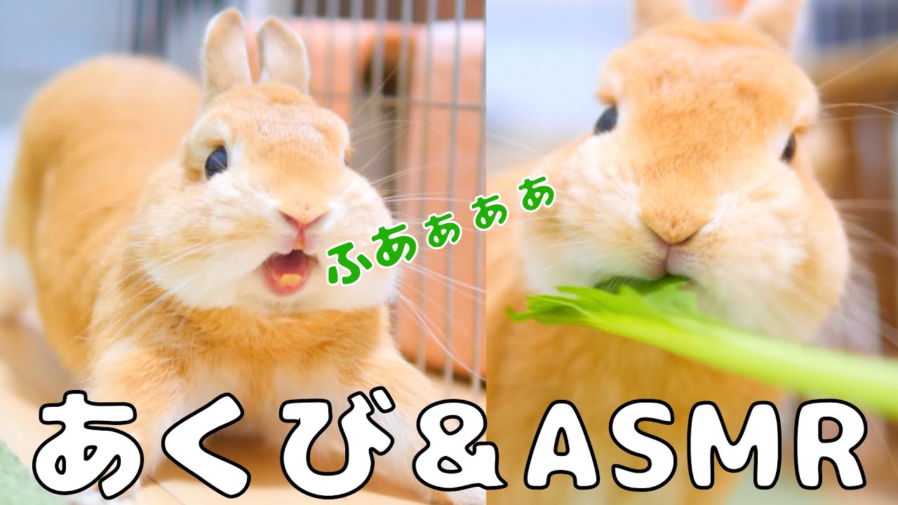 ウサギの咀嚼音と連発するアクビ【No.194】
