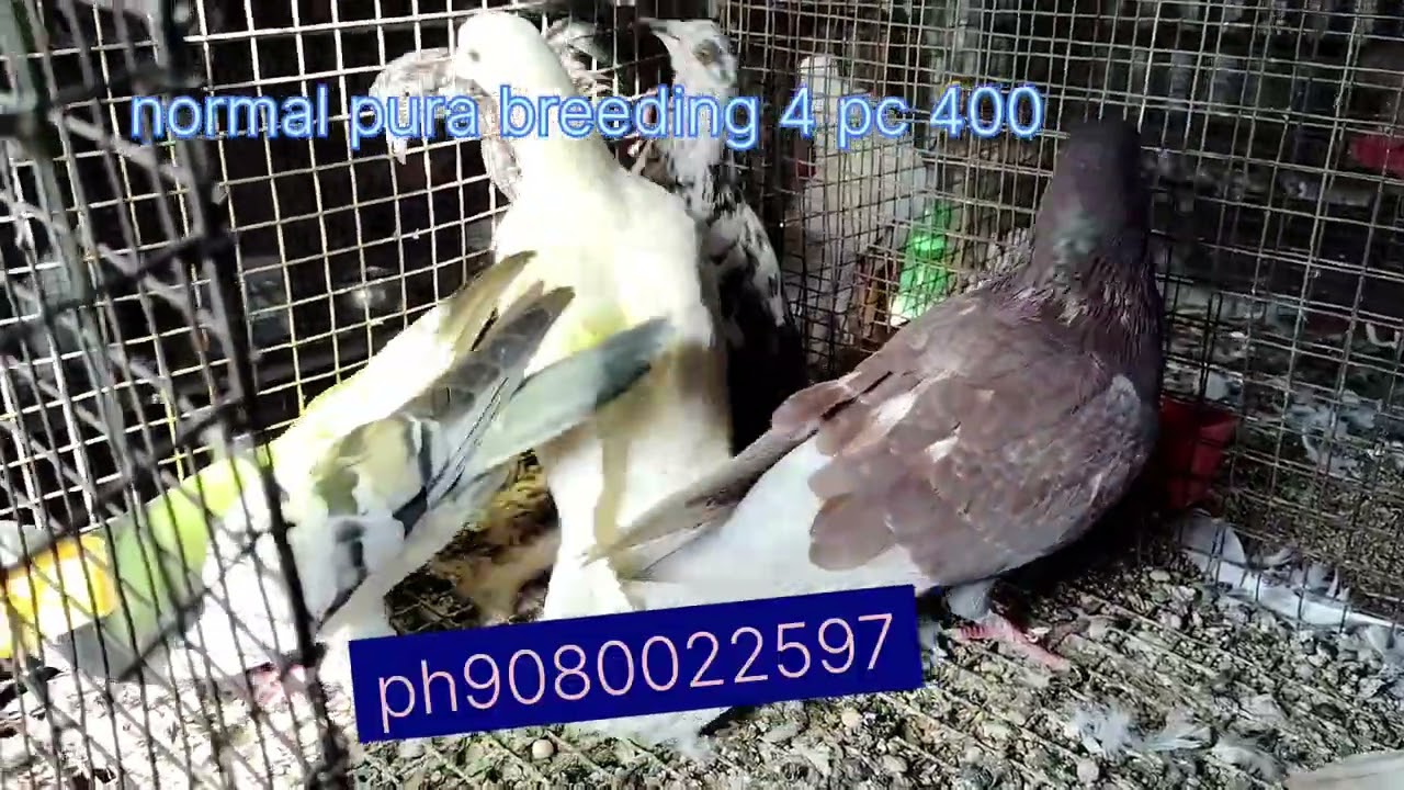 😎 Dindigul  brothers fram😎 Rs.100 normal pura  low price pura sells contact number 9080022597