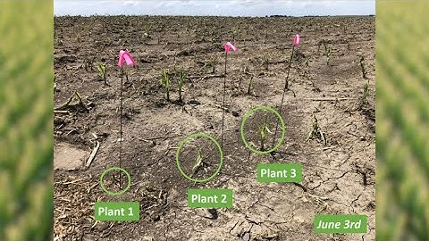 Hail Events in Corn: Evaluating Damage Over Time