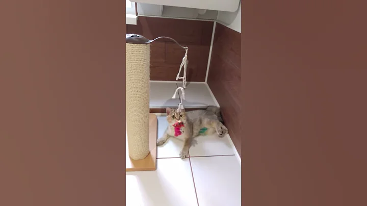 Video 735231: british shorthair chinchilla, cattery