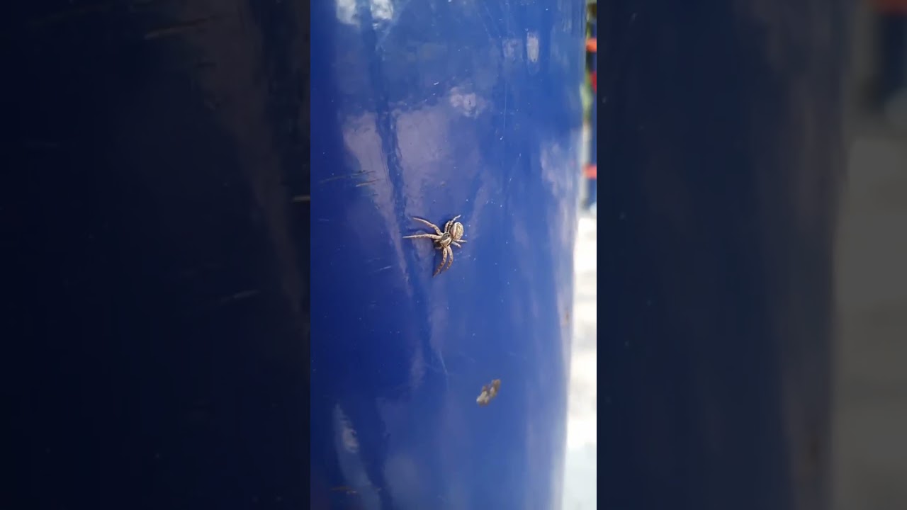 Паук Ксистикус, Род Xysticus