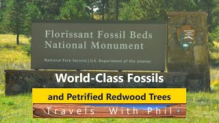 Florissant Fossil Beds National Monument - World-Class Site, Redwood Stumps   Walt Disney