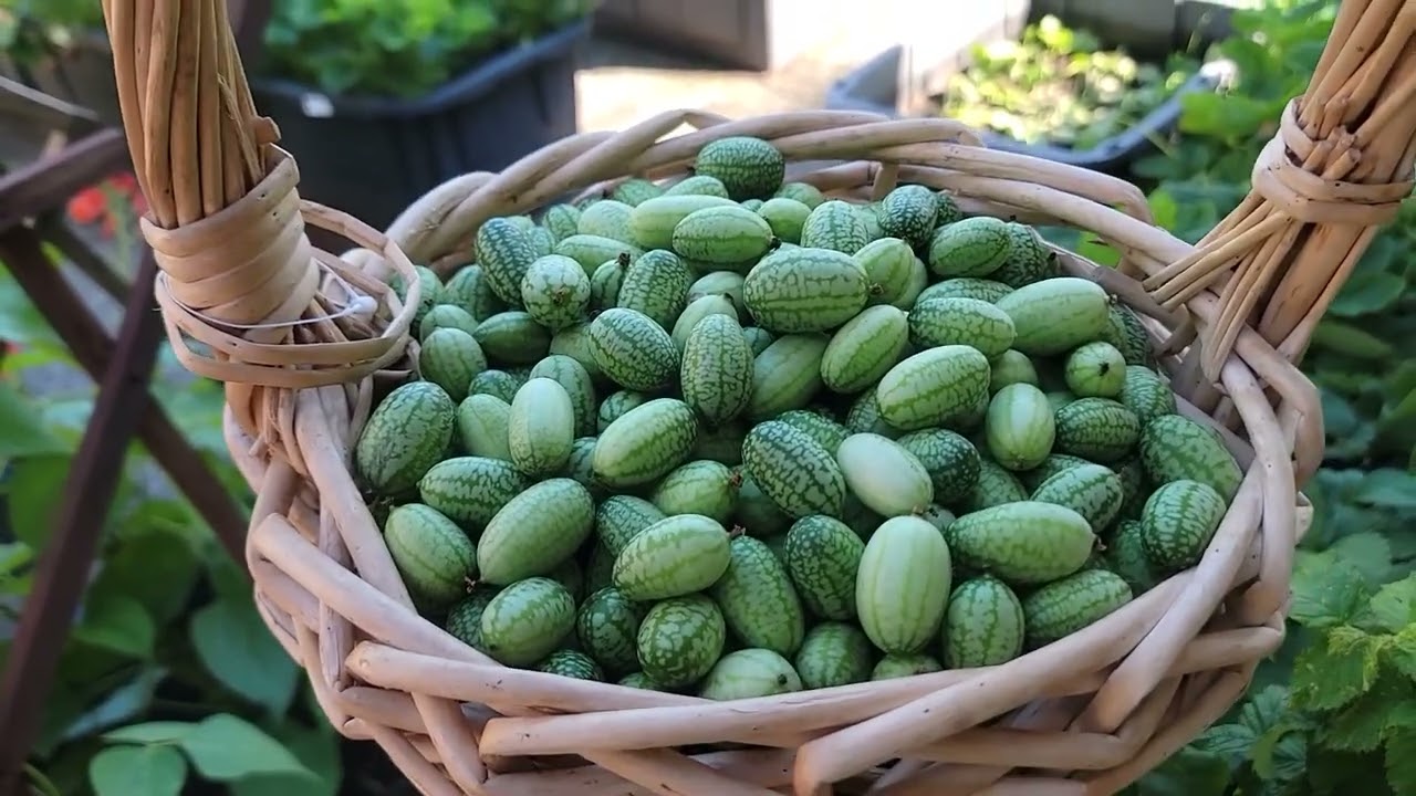 FULL VIDEO  THU HOẠCH DƯA HẤU TÝ HON, ĐẬU COVE XANH,BÍ NGÒI VÀNG 