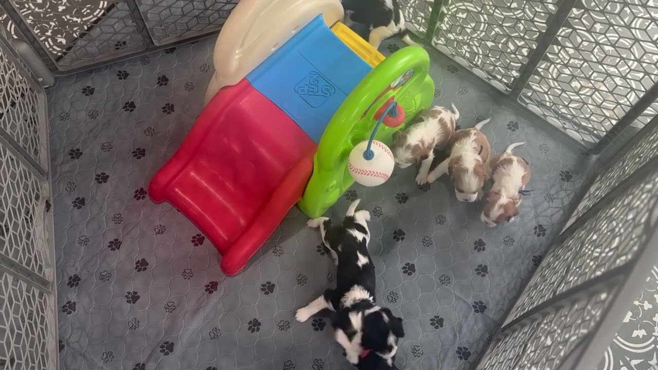 Cavalier King Charles Puppies 4 Weeks Old!