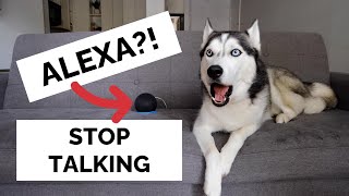 Dog Talks to Alexa and Answers her Questions!