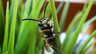Closeup Wasp Footage