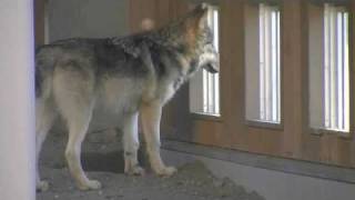 外を眺めるルーク