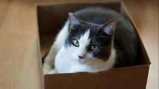 Cat in a box \