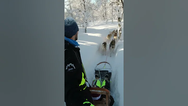 67/365 🐕🛷🇳🇴❄️ Ever been on a husky sleigh ride though the snow with friends ❓#shorts