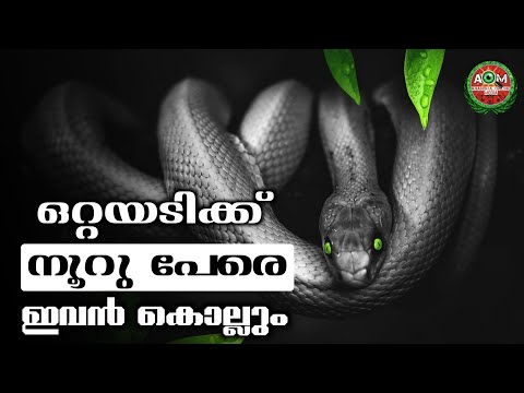 ലോകത്തിലെ ഏറ്റവും വിഷമുള്ള പാമ്പ്  | Snake Malayalam | Dangerous Snake Malayalam | AOM