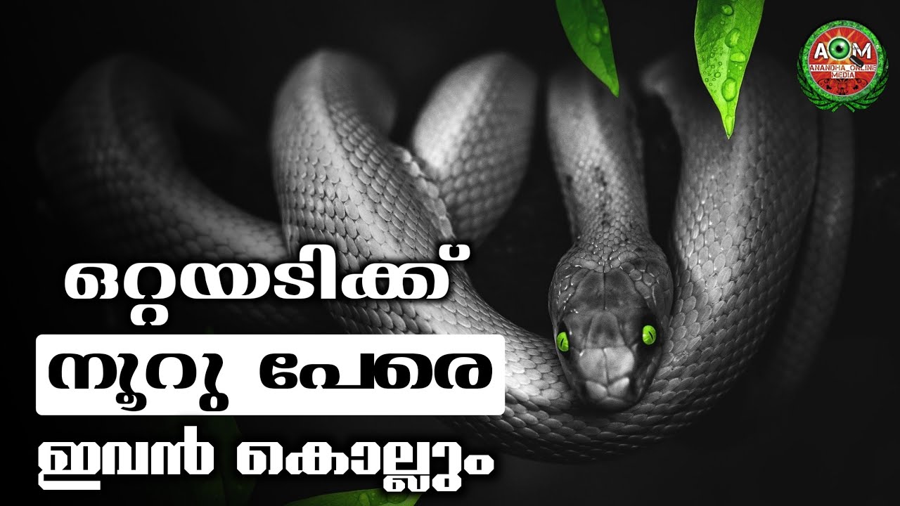 ലോകത്തിലെ ഏറ്റവും വിഷമുള്ള പാമ്പ് Snake Malayalam Dangerous Snake