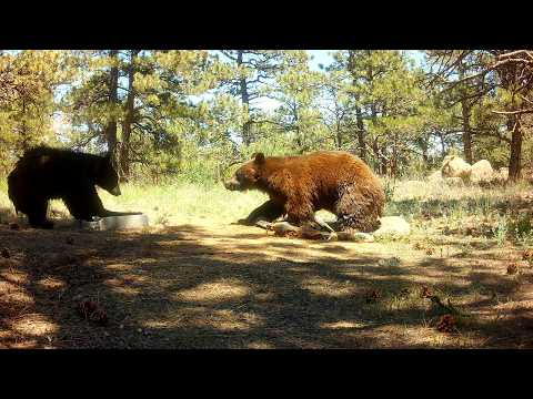 Unbelievable Bear Activity at the Guzzler
