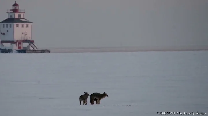 Coywolves or Eastern Coyotes Procreating & a BIG O...
