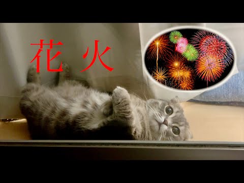 窓際から花火を眺める猫が可愛すぎた笑 [マンチカンの銀時]