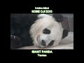 寝転がっているタンタン♥ ごろ寝タンタン♥ #神戸市 #王子動物園 #shorts
