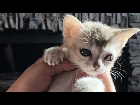 Девушка купила у цыганки котёнка за 500 рублей. Он был уникальным.