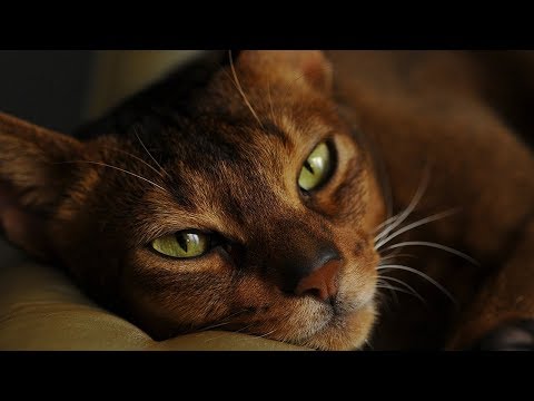 Como cuidar de gatos Abyssinian - cuidar da saúde do seu gato