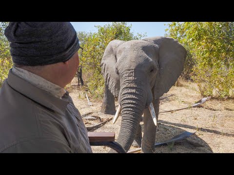 Ruaha National Park | Amazing Wildlife Safari at Kigelia Ruaha Camp | Tanzania 2022 | 4K-Video