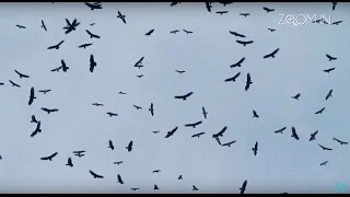 Zoom IN 15052016 - Unazimi i shpendeve ne Shqiperi