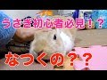 【初心者必見！？】うさぎは飼い主になつくペットなのか？　funny　rabbit　video
