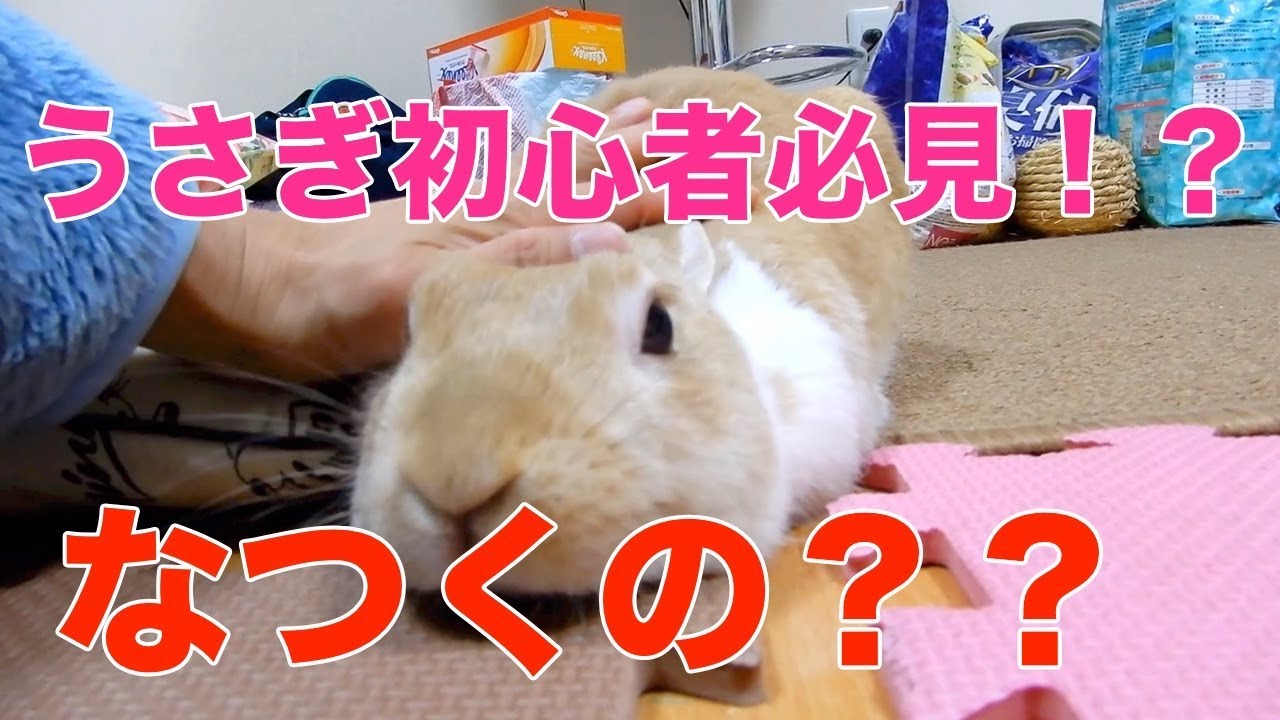 初心者必見 うさぎは飼い主になつくペットなのか Funny Rabbit Video Youtube