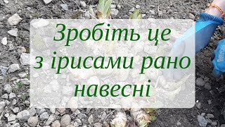 Догляд за ірисами рано навесні: секрети здоров'я та гарного цвітіння