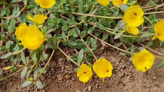 Beautiful Yellow Flowers