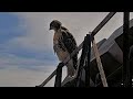 Red-tailed Hawk Chick O2 Takes In The Morning Atop Light Tower – June 25, 2025