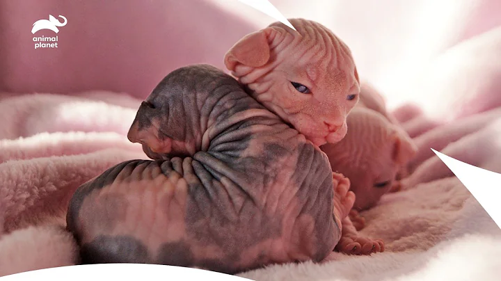 Video 11752131: kitten cute dogs, best cute kittens, kitten playing