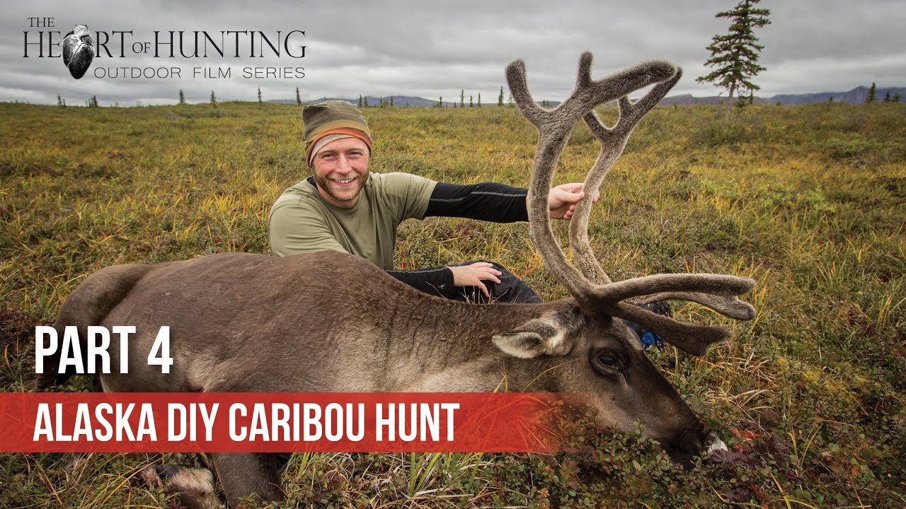 CARIBOU DOWN! Alaska DIY Caribou Hunt (Part 4 of 5) YouTube