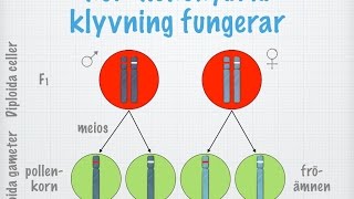 Klassisk genetik. Monohybrid klyvning (gammal)